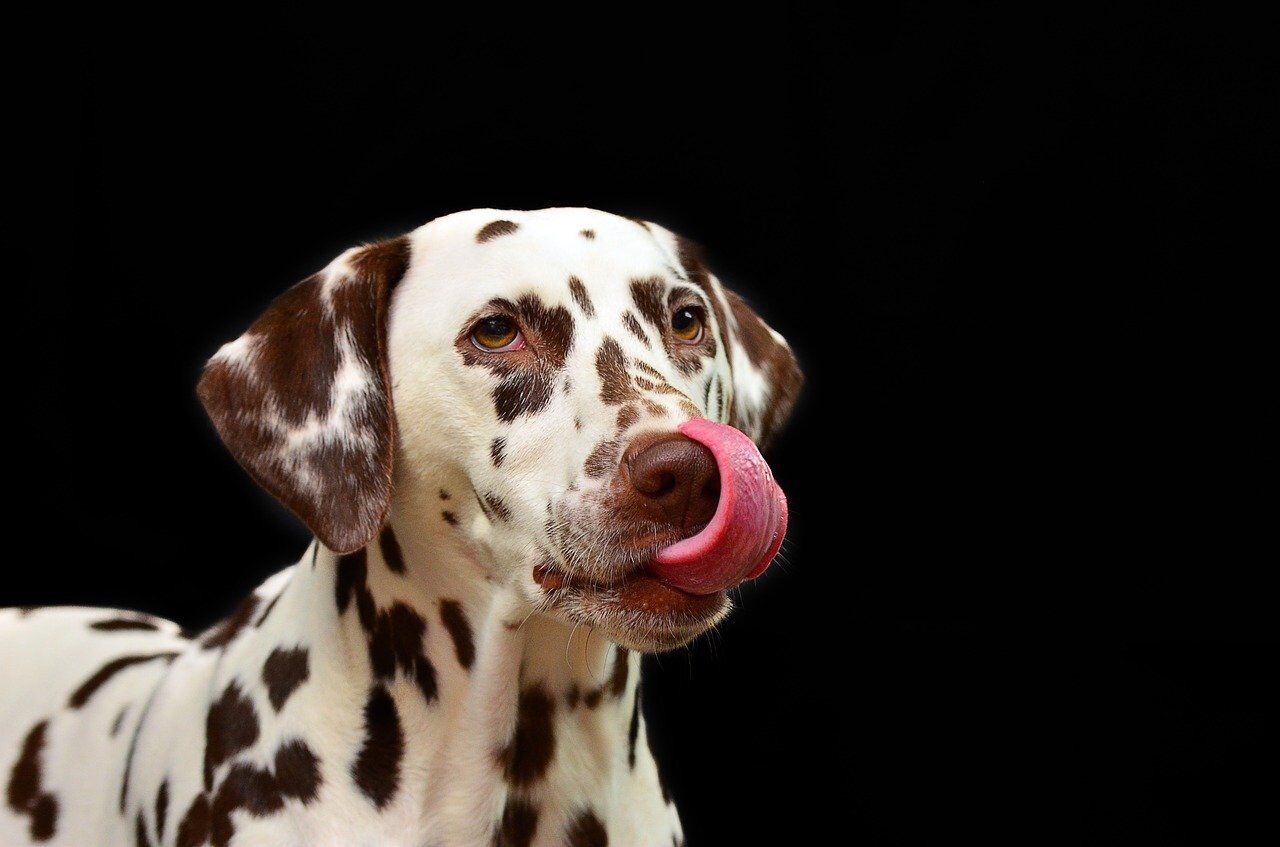 Pixabay, Dalmatian